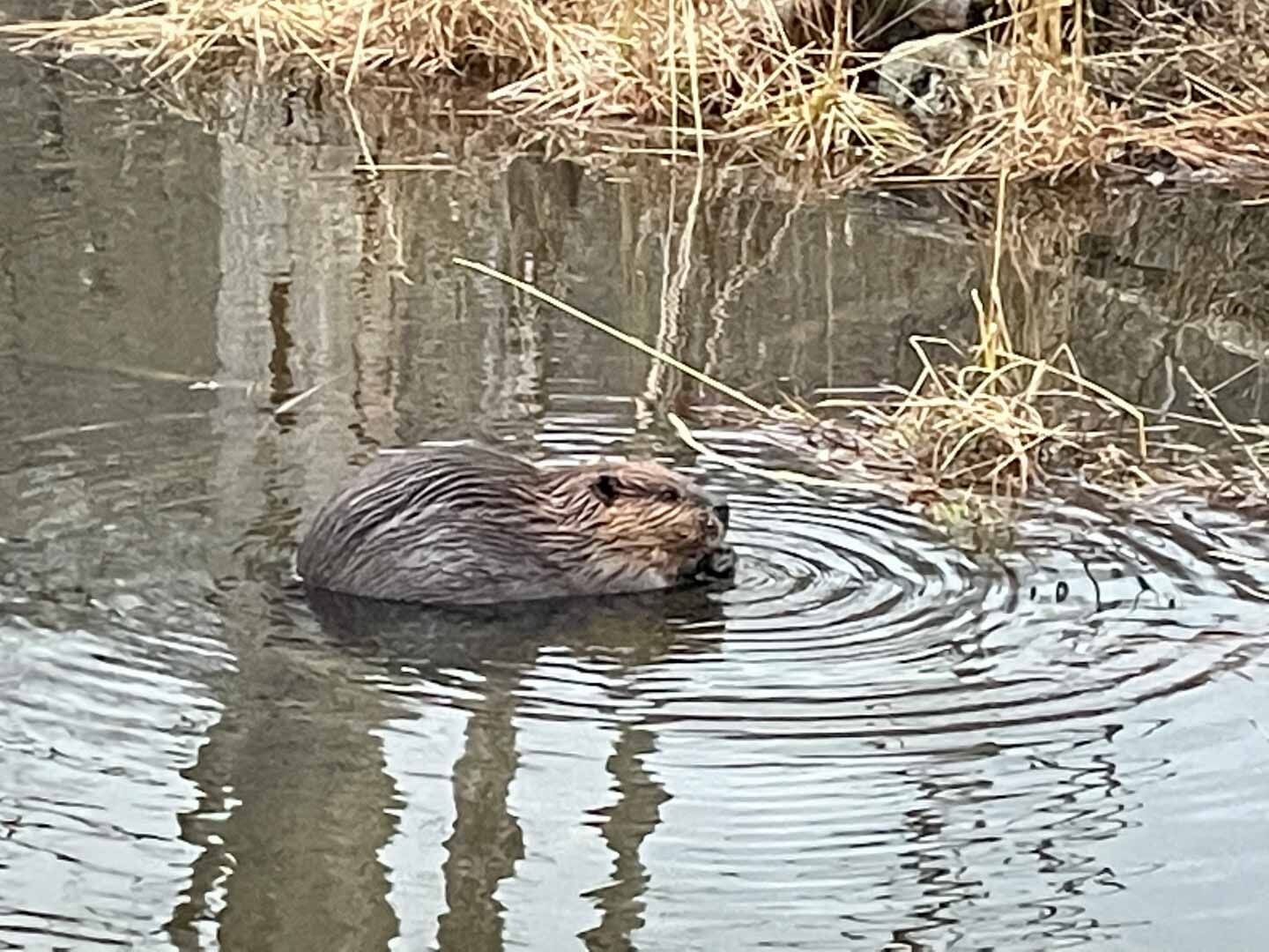 beavers2-web.jpg